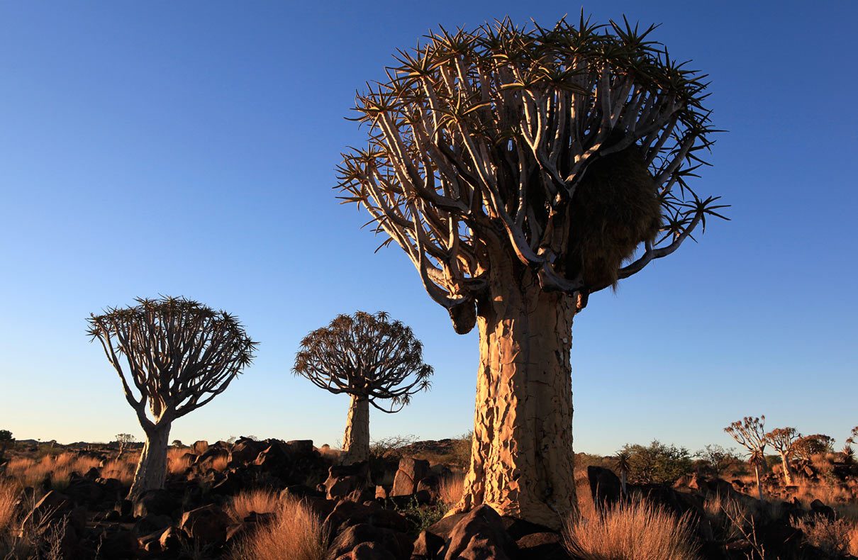 Köcherbäume – Namibia