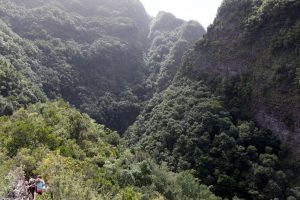 Los Tilos • Barranco del Aqua