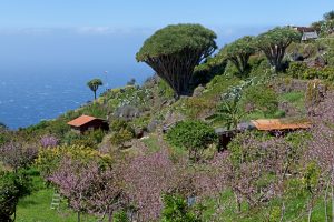 Las Tricias • Drachenbäume, Barranco de Buracas